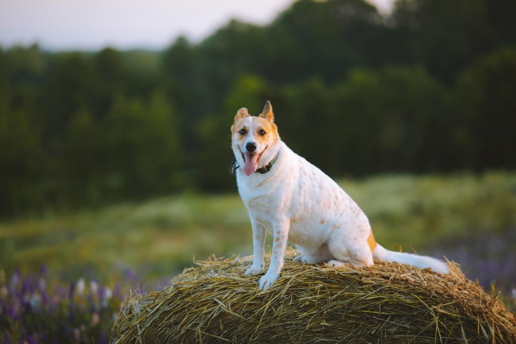 Rockwood Country Animals Dog