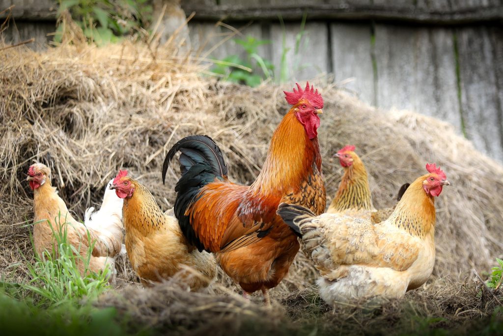 Rockwood Country Chickens
